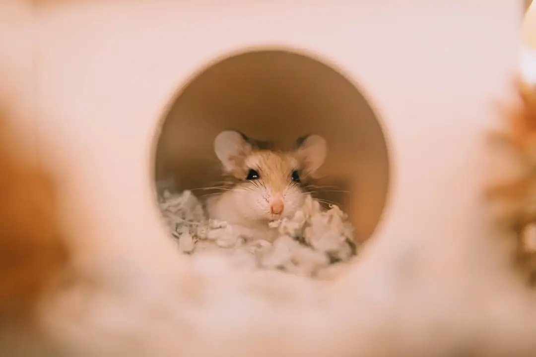 rodent resistant insulation